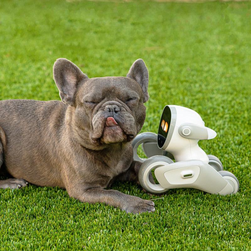 Loona – Your Adorable AI Companion Robot for Kids, Families & Pet Lovers